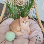 British shorthair kittens for sale