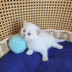 buy kitten near me