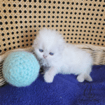 Scottish fold kittens for sale