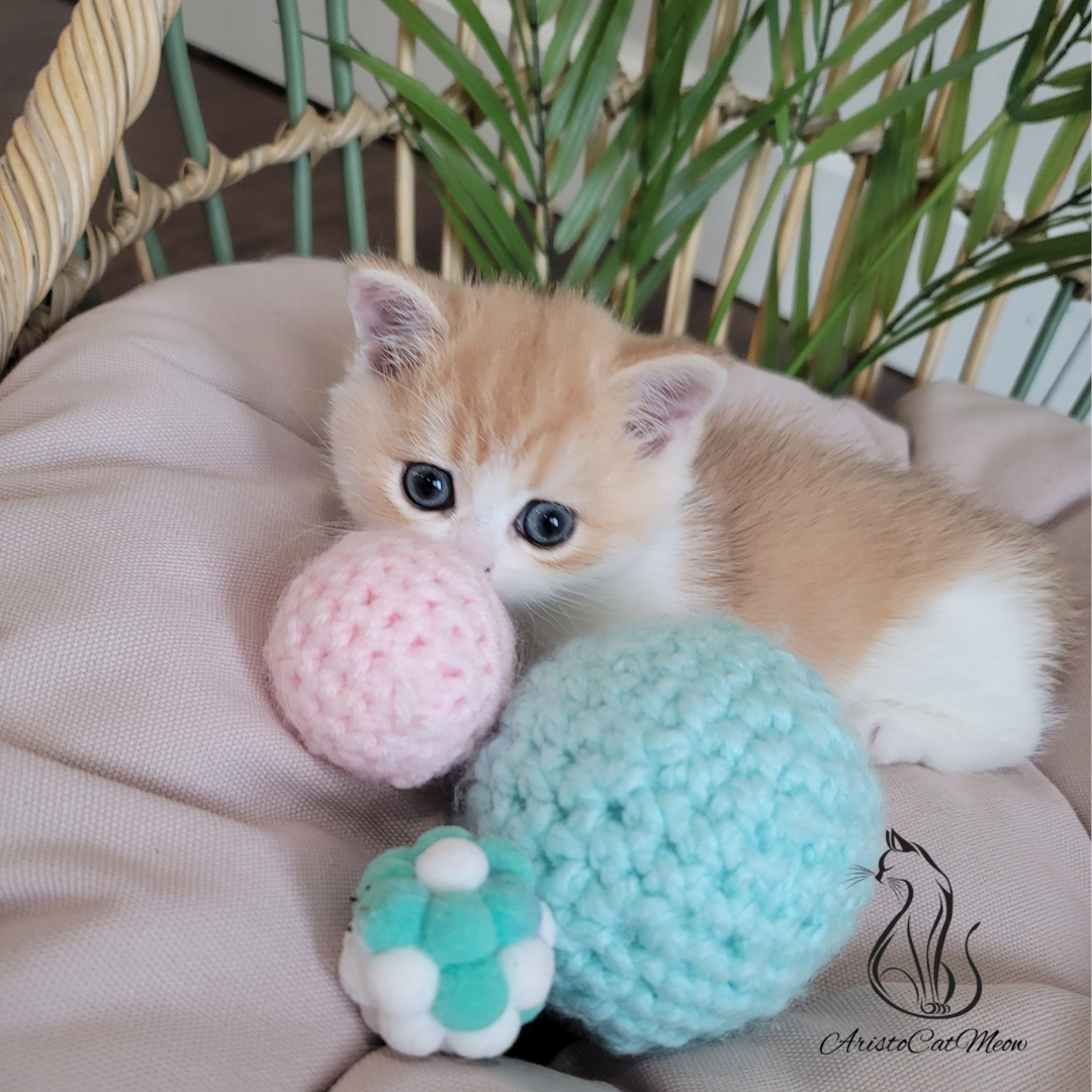 British shorthair kittens