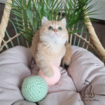 British shorthair kittens for sale