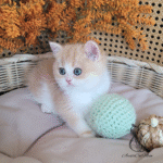 British shorthair kittens for sale