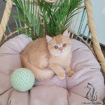 British shorthair kittens for sale