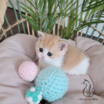 British shorthair kittens