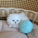 Scottish fold kittens