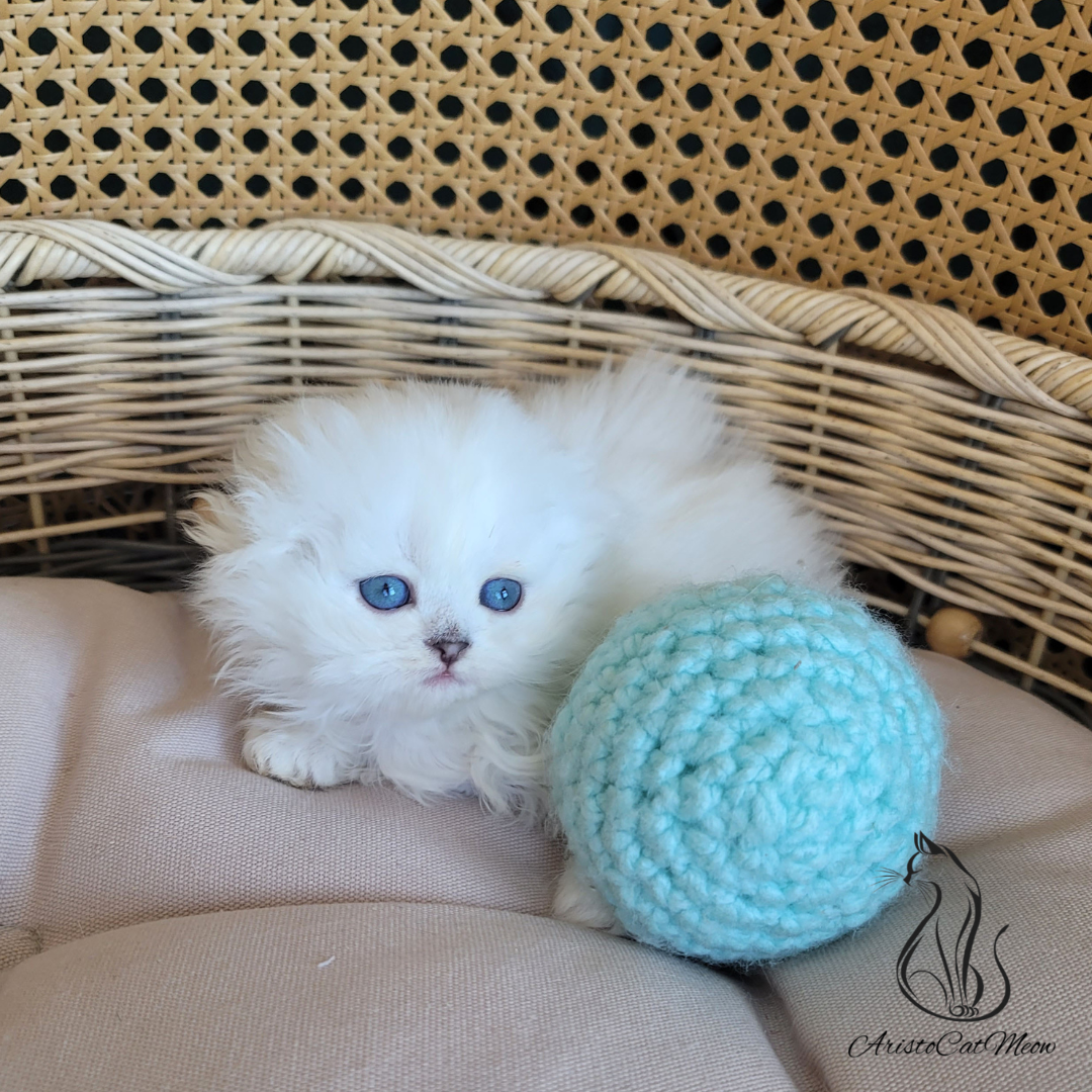 Scottish fold kittens