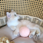 british shorthair kittens for sale