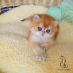 kittens for adoption