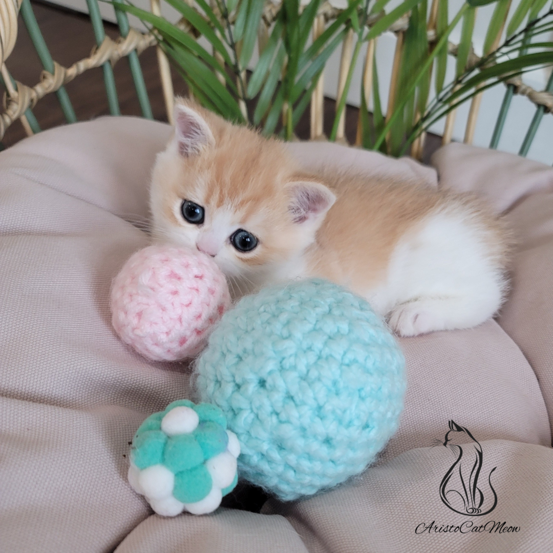 British shorthair kittens