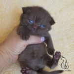 chocolate British shorthair kitten