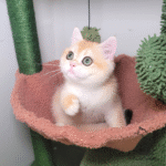 purebred kittens