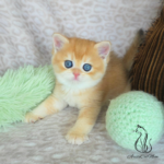 British golden kittens