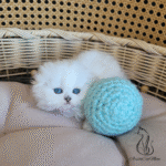 Scottish fold kittens