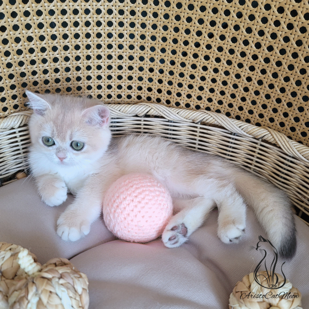 british shorthair kittens for sale