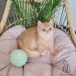British shorthair kittens for sale