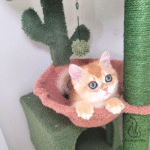Kitten for sale