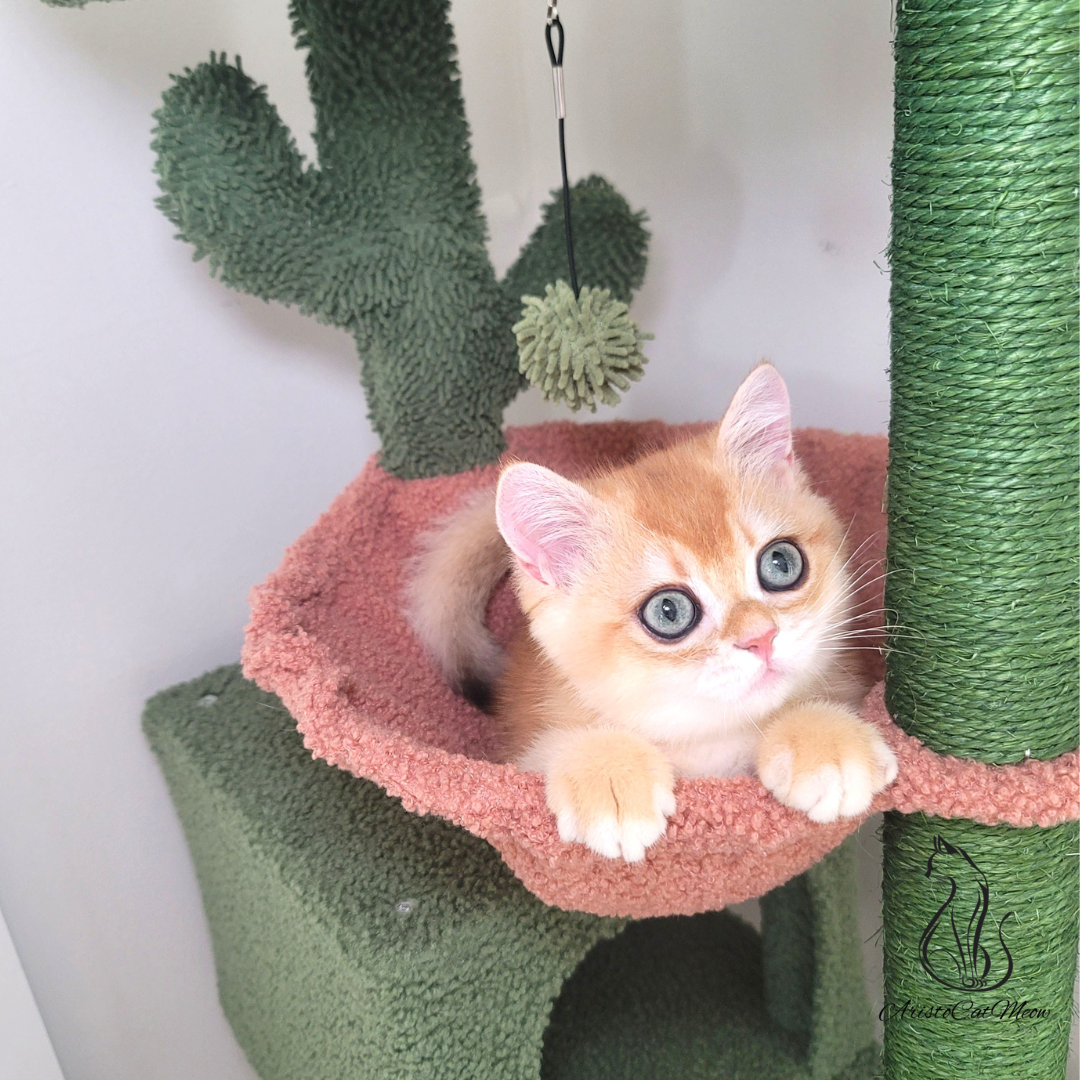 Kitten for sale
