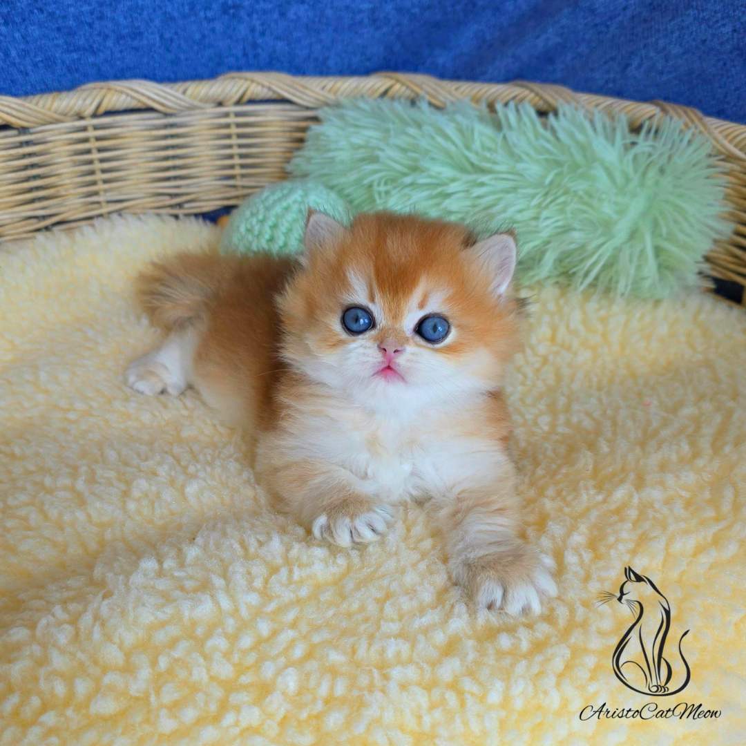 kittens for adoption