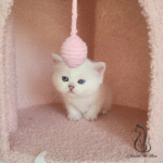 buy kitten near me