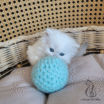 Purebred kittens