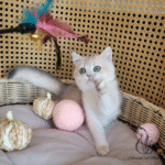 Purebred kittens for sale near me