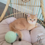 British shorthair kittens for sale