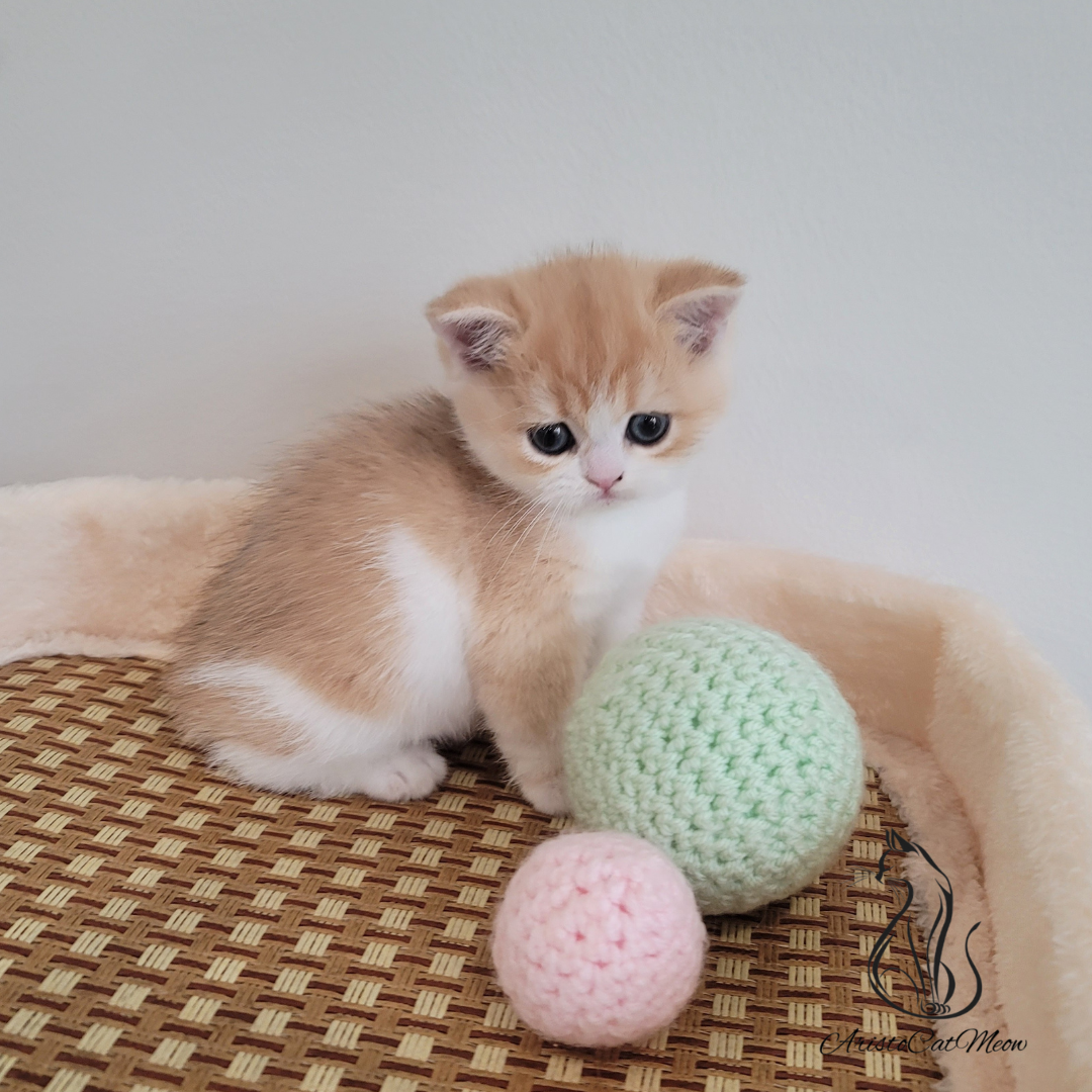 British shorthair kittens