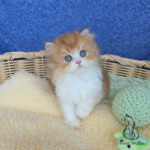 British shorthair kittens