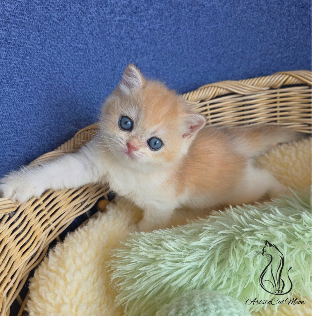 British golden shorthair kittens