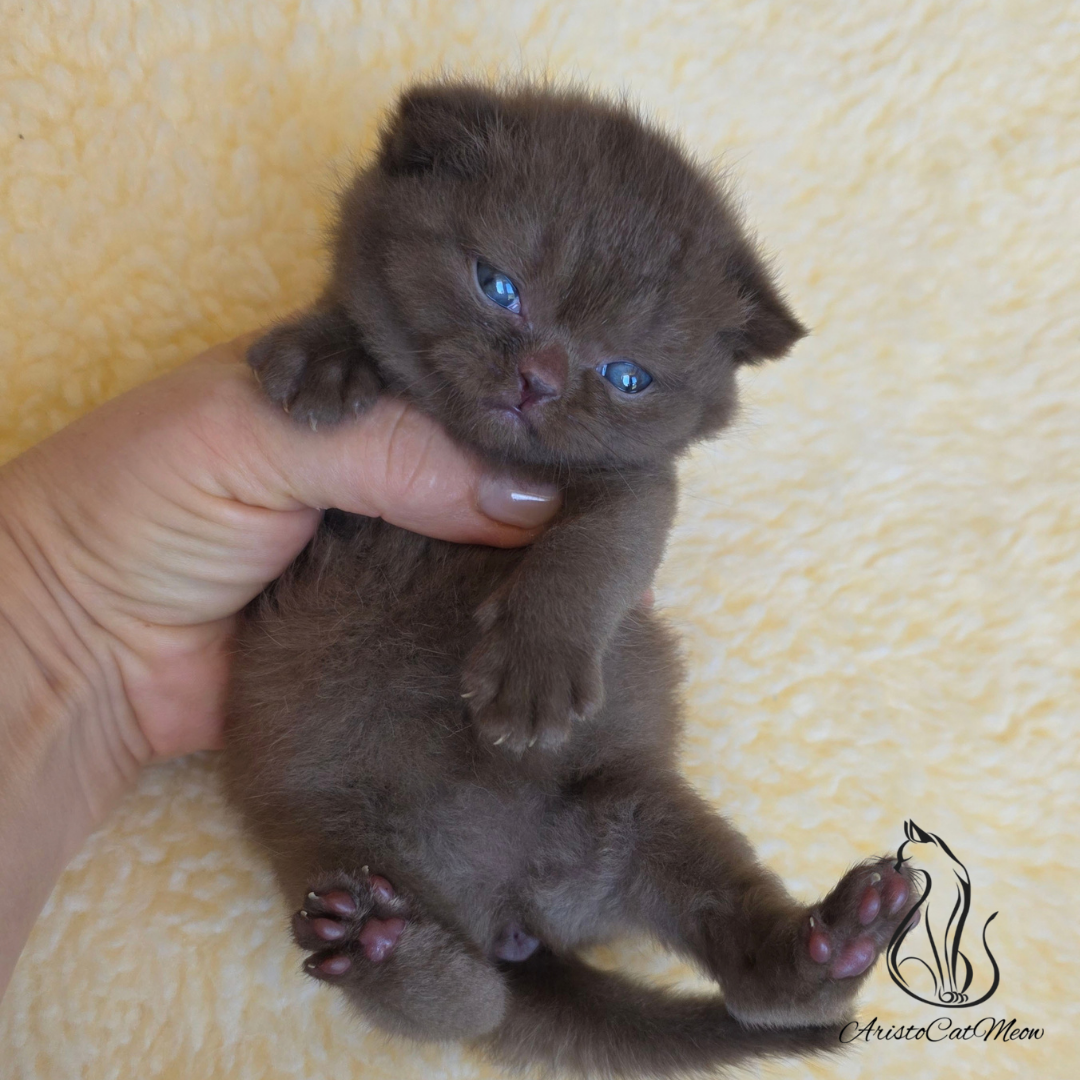 chocolate British shorthair kitten