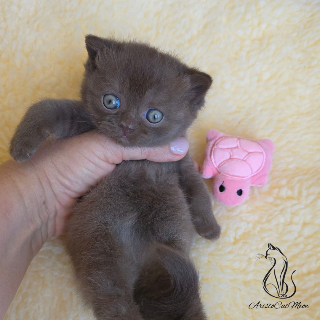 chocolate British shorthair kitten