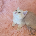 British shorthair pink kitten for sale