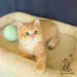 British golden kittens for sale near me