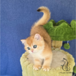 Kittens for sale