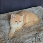 kttens for sale british shorthair pink