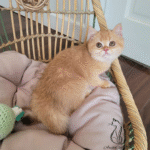 British shorthair kittens for sale