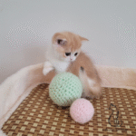 British shorthair kittens