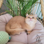 British shorthair kittens for sale