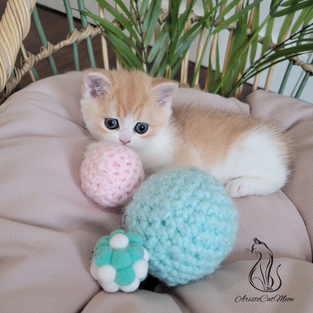 British shorthair kittens
