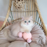 Kitten for sale near me