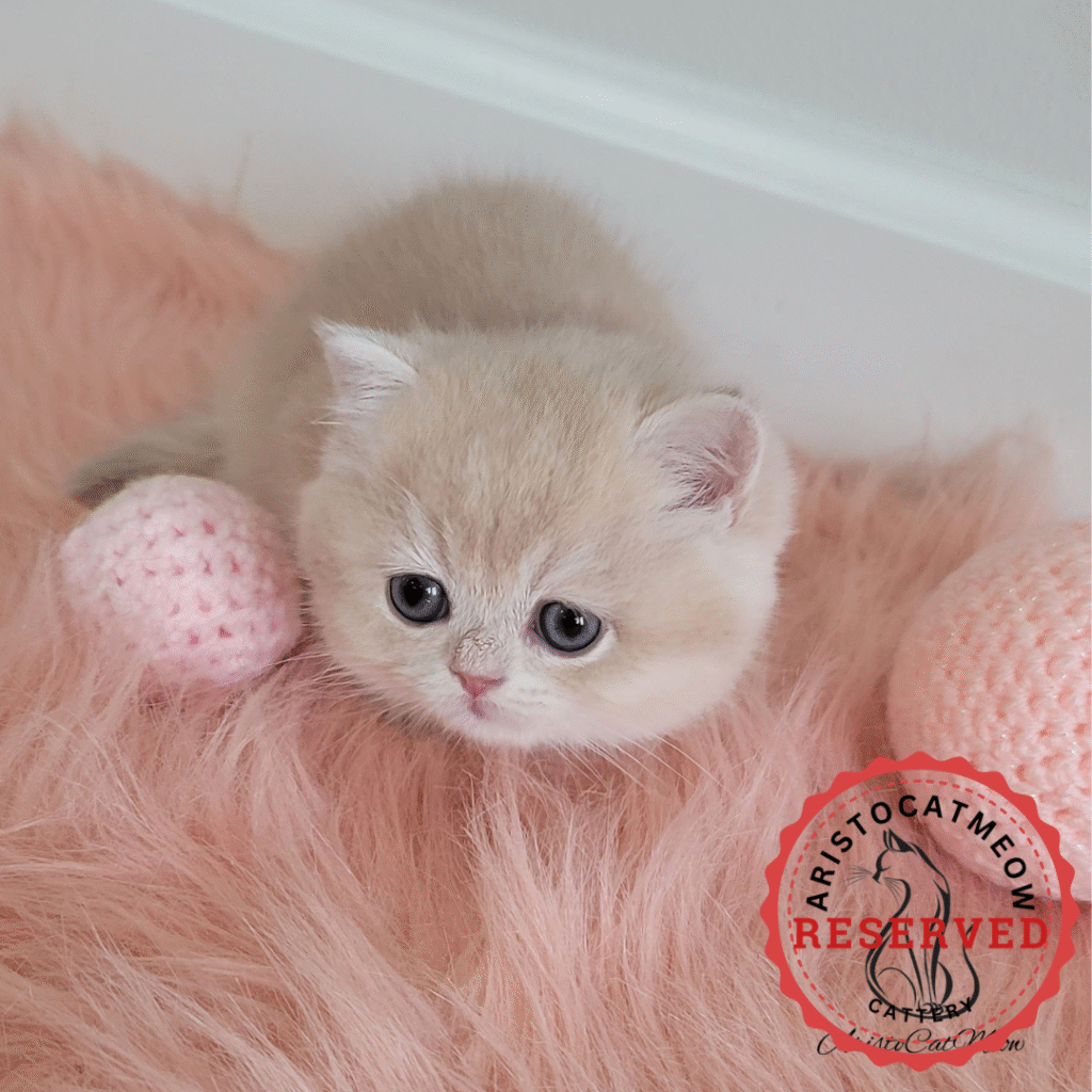 British kittens for sale