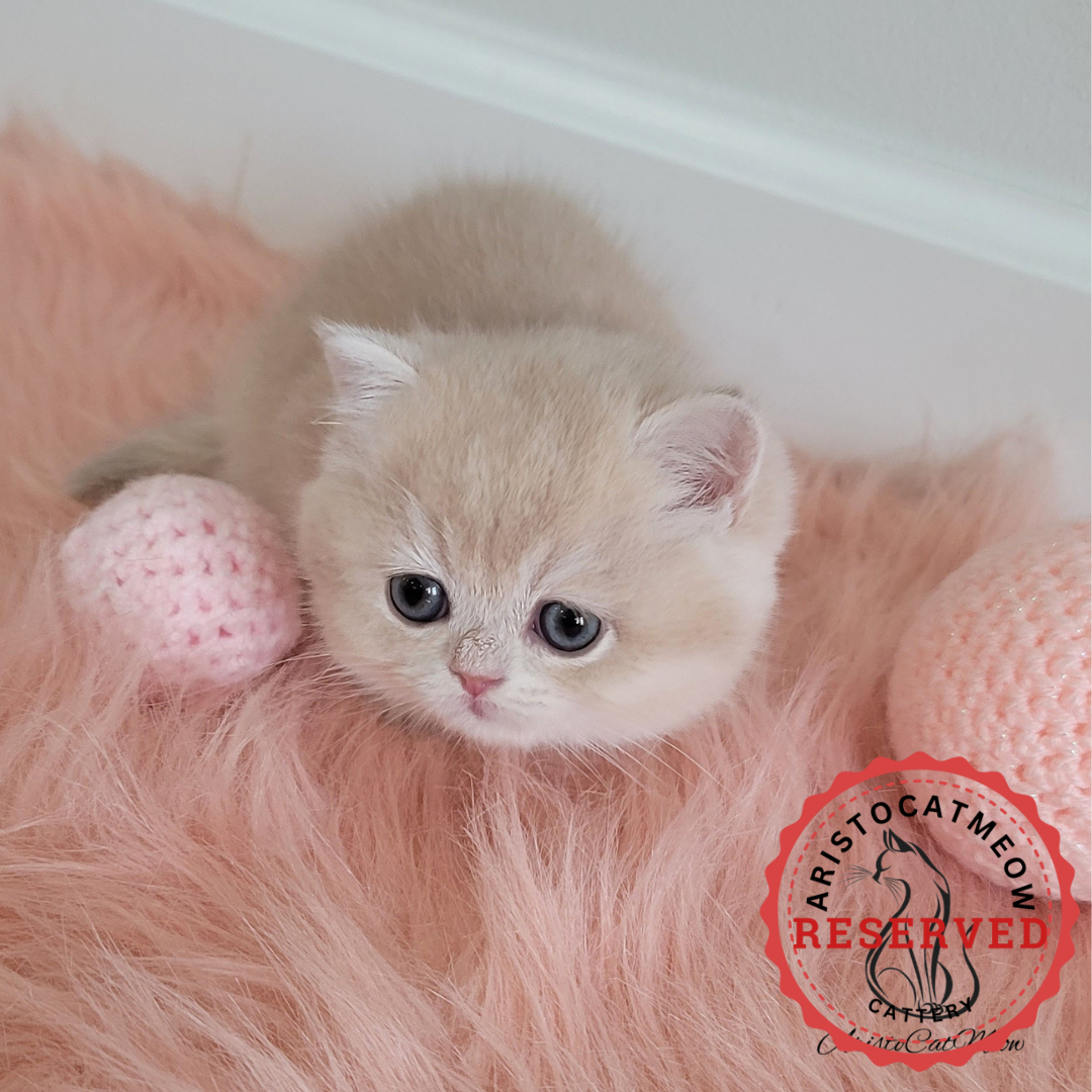 British kittens for sale