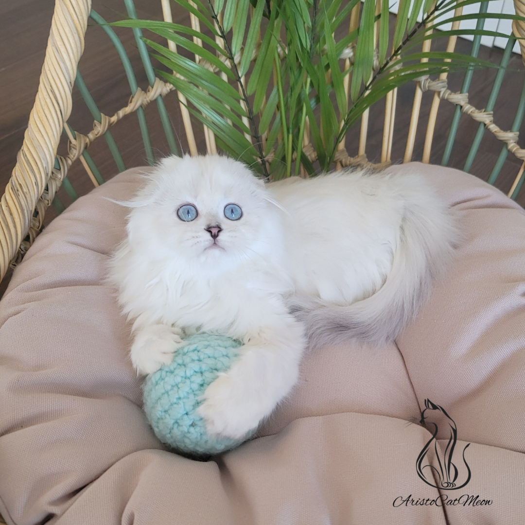 Scottish fold kittens for sale