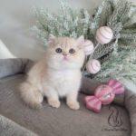 British shorthair kitten