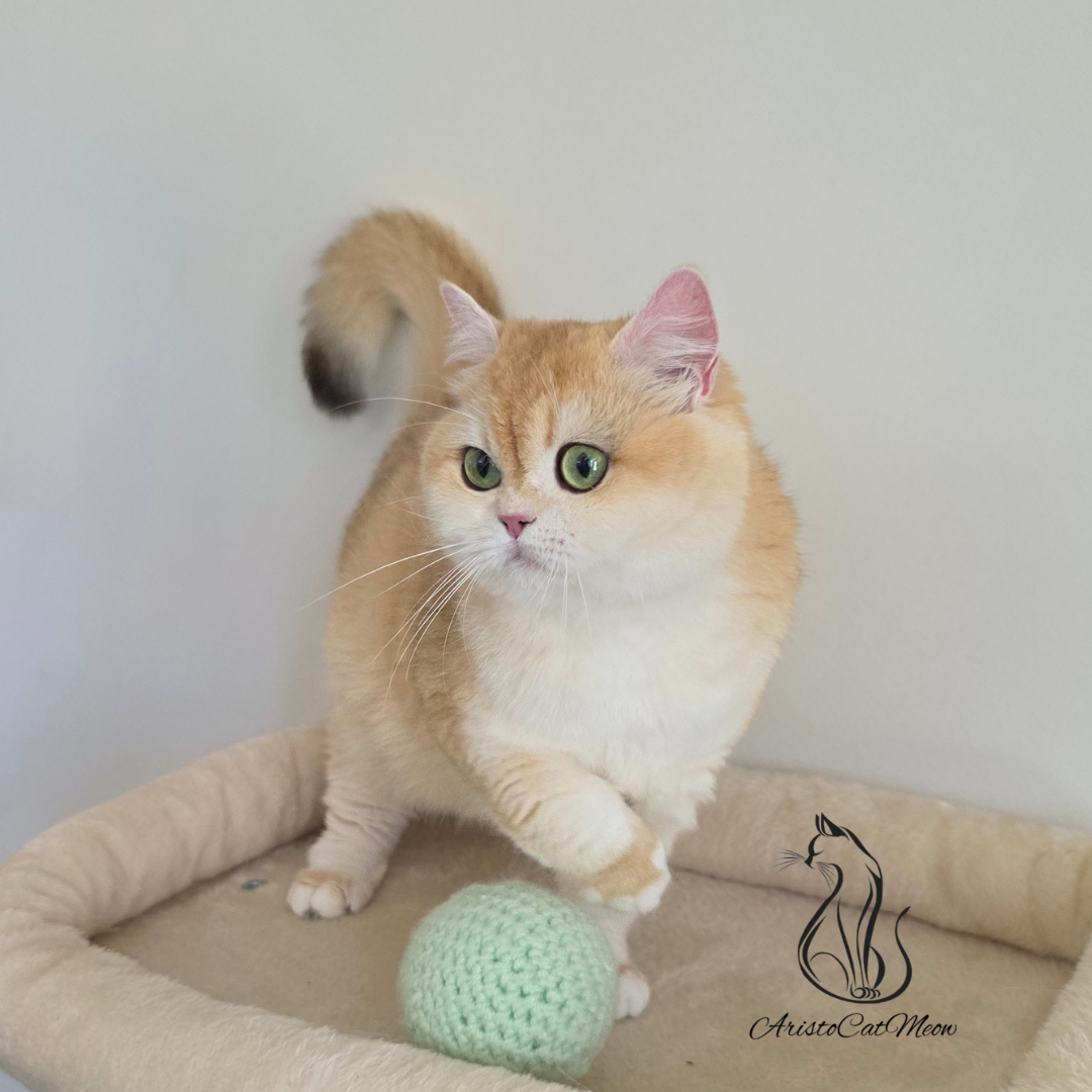 British Golden Shorthair