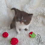 British chocolate kittens