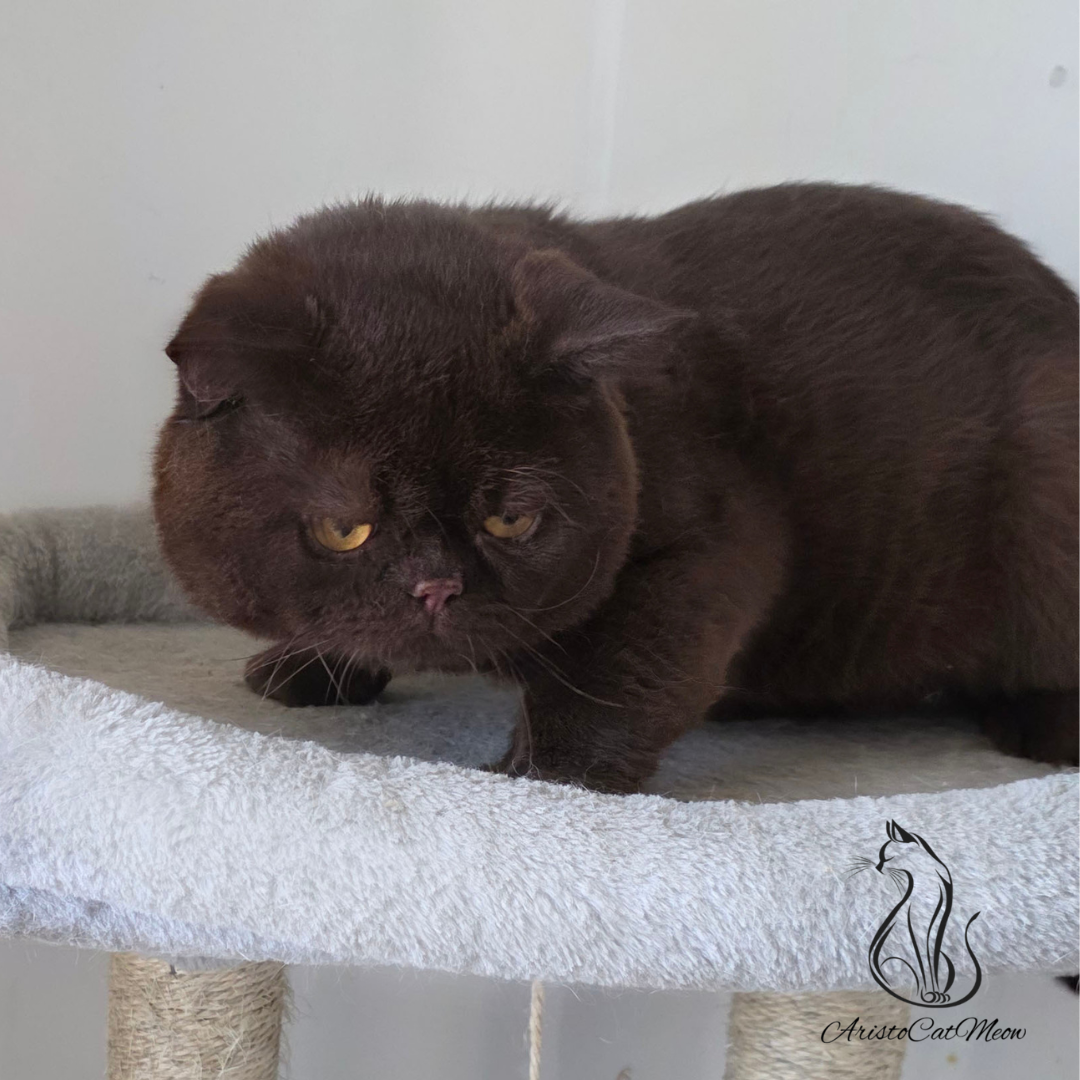 British Chocolate Cat
