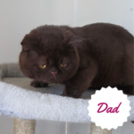 Britiah shorthair chocolate cats