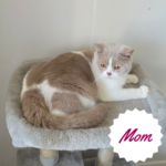 Britiah shorthair kittens