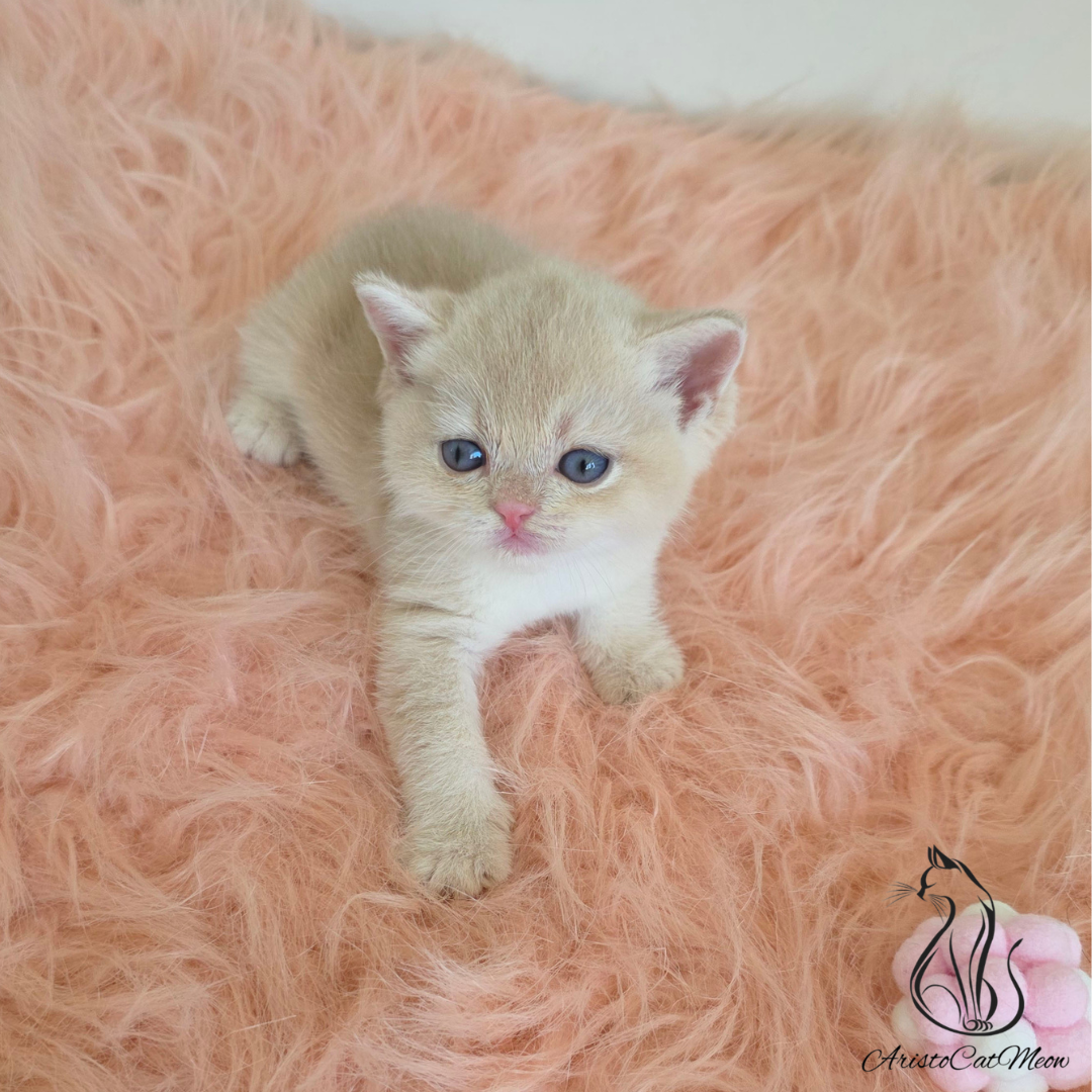 british shorthair kitten